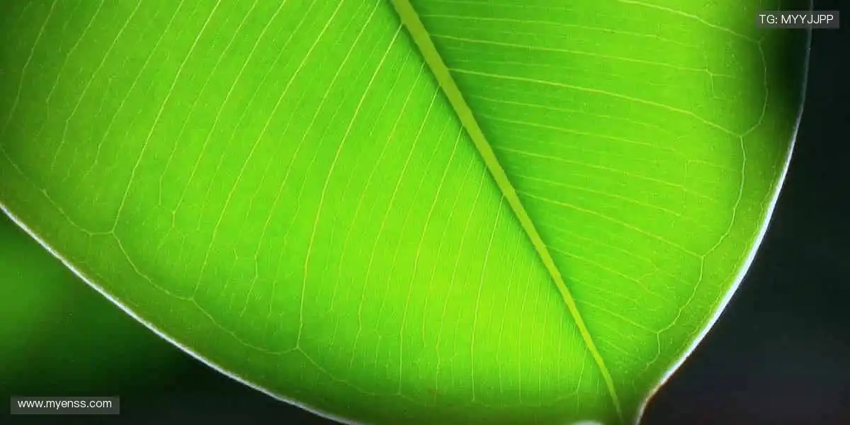 🎁 限量周边,独家珍藏,